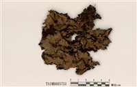 藏品(日本島衣)的圖片